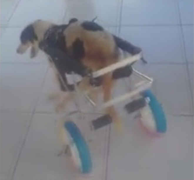 ONG comemora doação de cadeira de rodas para cadela paralítica