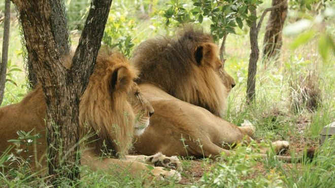 José e Liso, os leões que foram resgatados de circo no Peru e decapitados na África do Sul