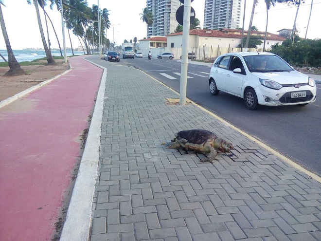 Tartaruga morta é encontrada em calçada de avenida, em Maceió, AL