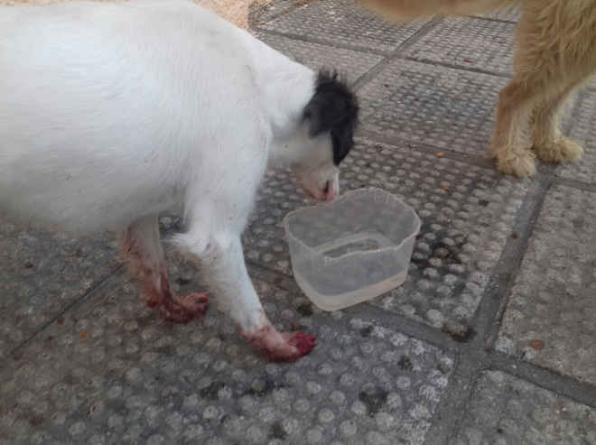 Abandonado, cão fica com patas feridas tentando entrar casa na em que vivia
