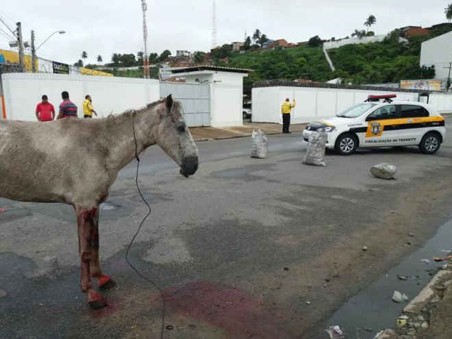 Cavalo é atropelado e, com CCZ em reforma, fica sem socorro em Maceió, AL
