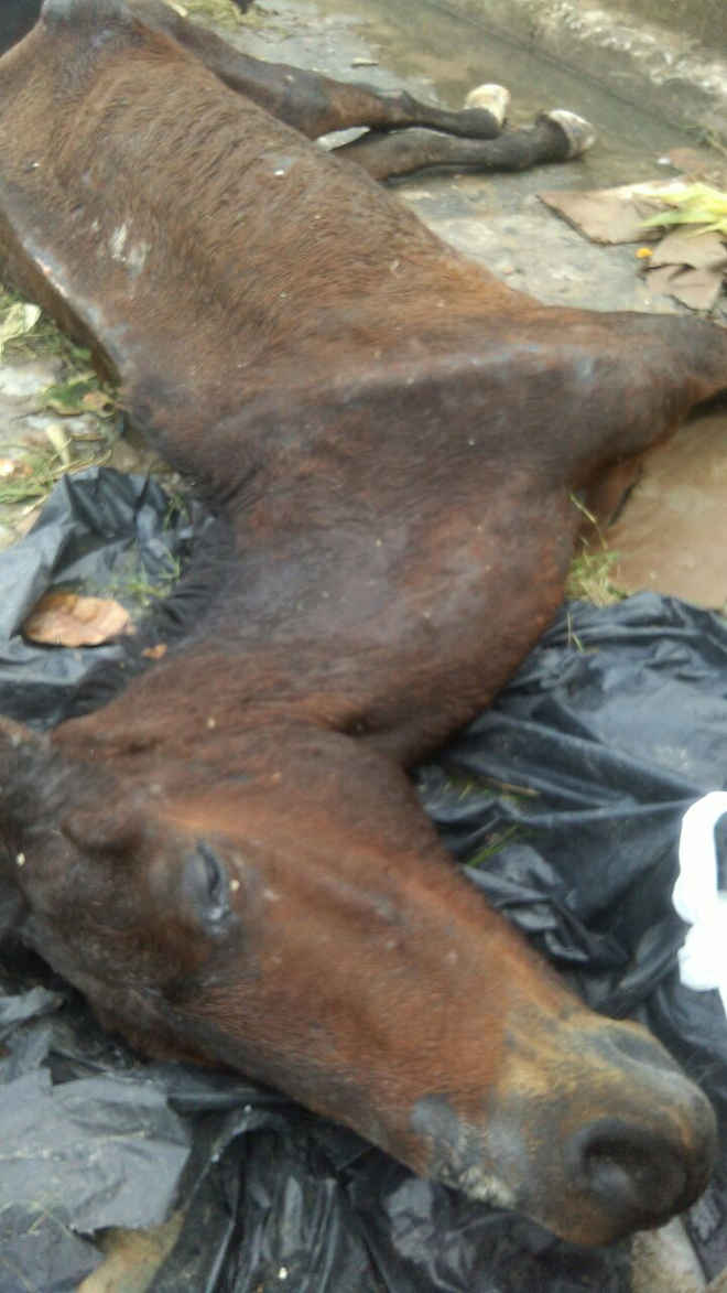Moradores denunciam cavalo abandonado que agoniza em Maceió, AL