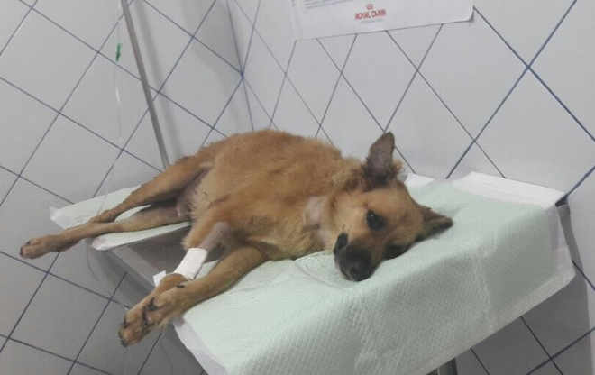Alunos da Ufam fazem vaquinha online para ajudar cachorro ‘Cachaça’, envenenado no campus