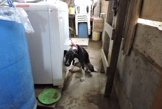Polícia Civil identifica situações de maus-tratos a cachorros em Manaus, AM