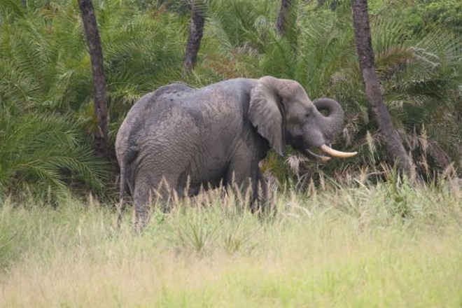 Angola perde 50 elefantes em cinco anos