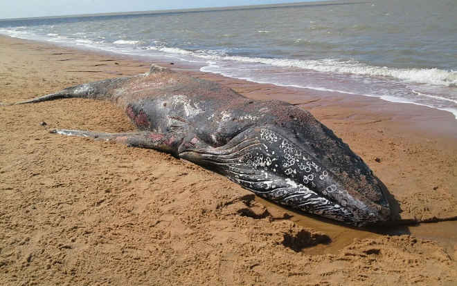 Baleia-jubarte é achada morta no sul da Bahia; este é o 2º caso em quatro dias