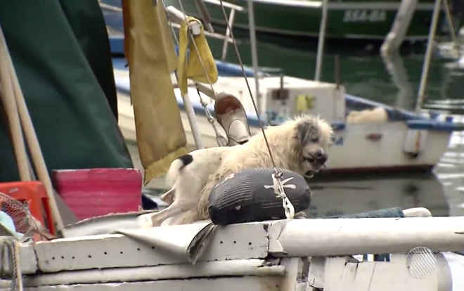 Pescador de Salvador (BA) mora há 15 anos em barco atracado e divide ‘casa’ com 13 cachorros resgatados
