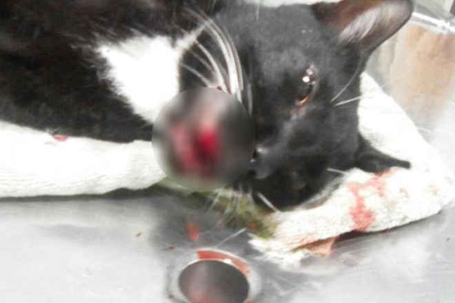 Gato é agredido com chute na rua e tutor pede ajuda para pagar cirurgia