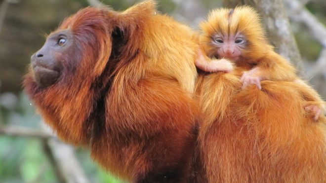 Febre amarela pode acelerar extinção de macacos ameaçados