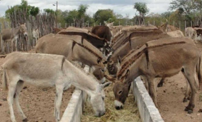 Cerca de 400 animais podem ser doados ou abatidos no Ceará caso não sejam resgatados em 7 dias