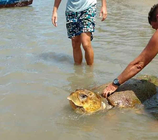 Tartaruga é encontrada encalhada no litoral do Ceará