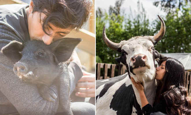 Santuário no Chile usa beijos e abraços para devolver o amor a animais resgatados
