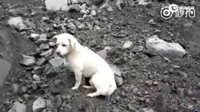 Cachorro procurando tutor entre escombros na China emociona web