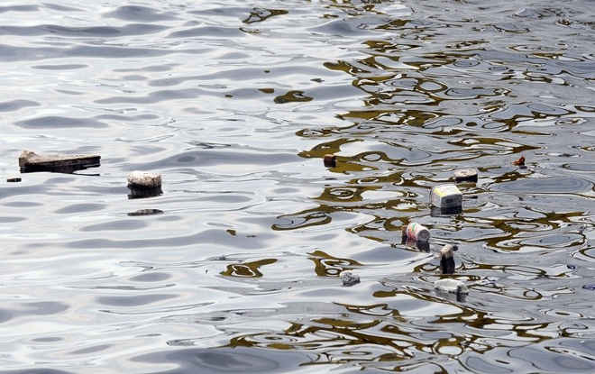 Milhões de animais que dependem do mar morrem por ingestão de plástico