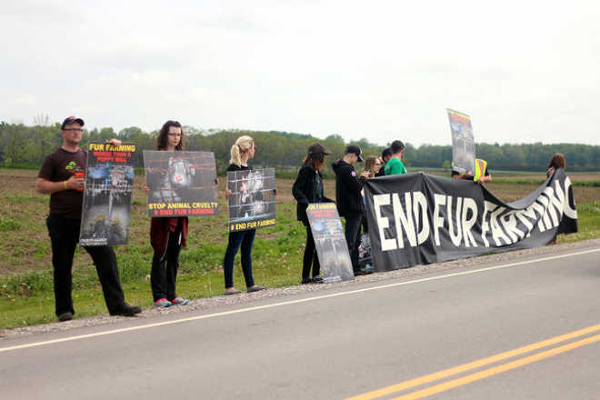 Manifestantes protestam contra fazenda de pele de marta em Norwich, Canadá