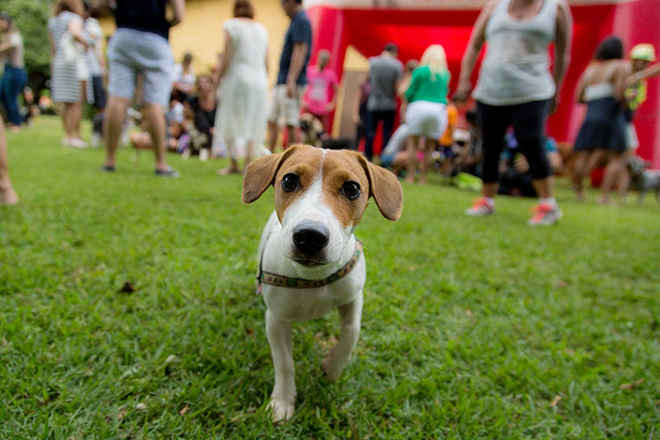 Brasília: Lago Norte ganha parque público para cães neste domingo