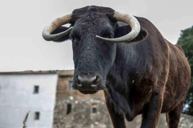 Vaca é condenada à morte por não mostrar documentos ao governo