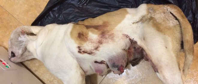 Homem é detido por deixar morrer uma cadela após uma grave mastite