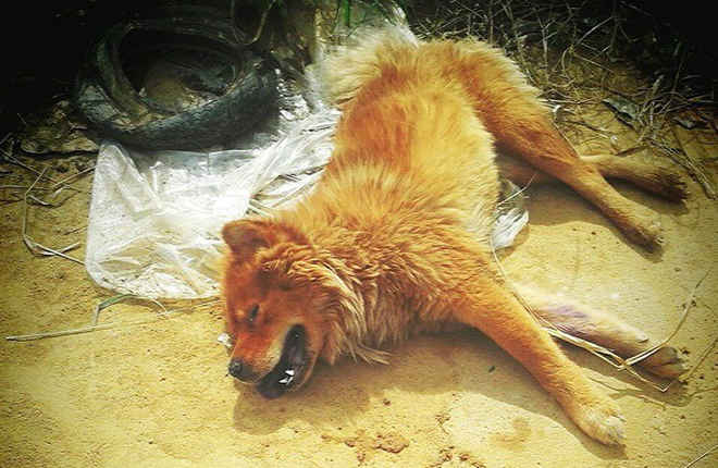Cachorra é deixada para morrer em terreno baldio em Guarapari, ES
