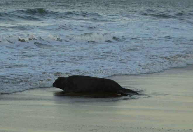 Elefante-marinho ‘Fred’ se recupera e volta ao mar no Espírito Santo