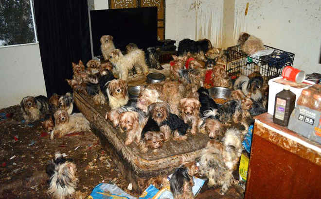 Casal é condenado por manter mais de 170 cães em condições precárias nos EUA