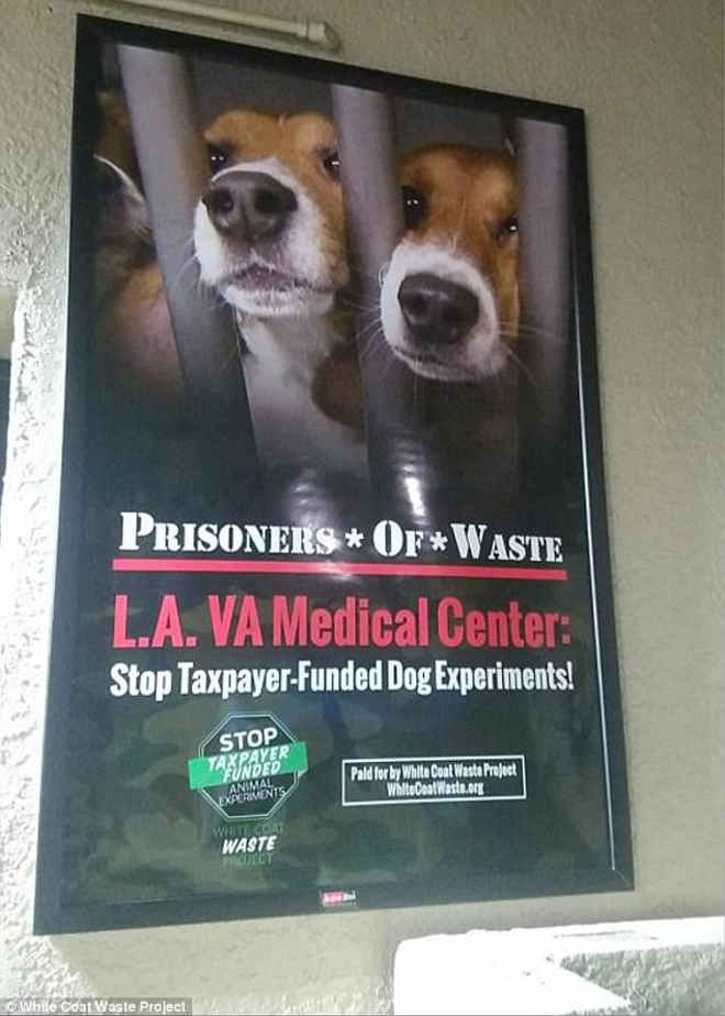 Hospital retira proposta para praticar “experimentos mortais em cães financiados pelos contribuintes” após reação do público e do Congresso
