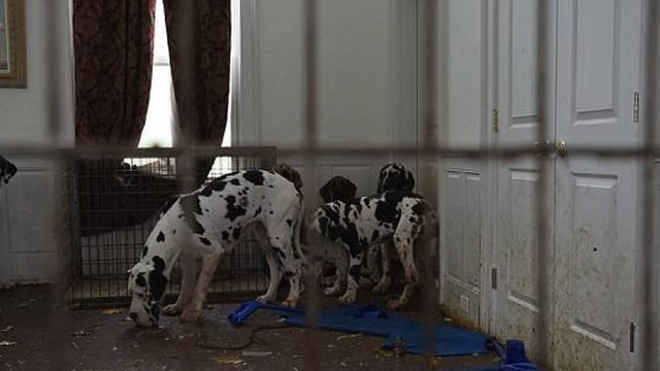 Mais de 80 cachorros são salvos de maus-tratos em mansão ‘insalubre’ nos EUA