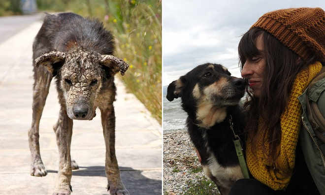 A maravilhosa transformação dessa cadela de rua emocionou a internet