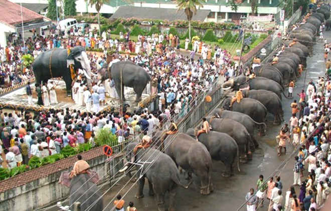 11º elefante cativo morre em templo na Índia; ativistas denunciam tortura e negligência