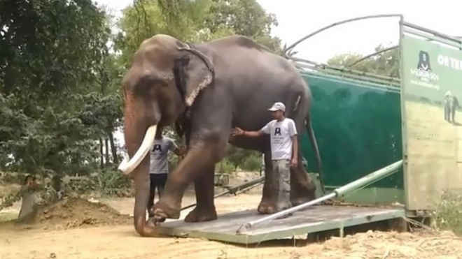 ONG liberta elefante escravizado há 51 anos e leva a santuário na Índia; vídeo