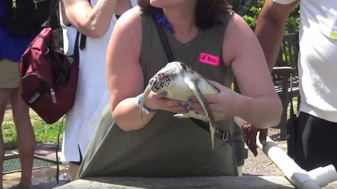 Parque nas Ilhas Cayman arrisca a vida de tartarugas marinhas para que turistas tirem fotos com elas
