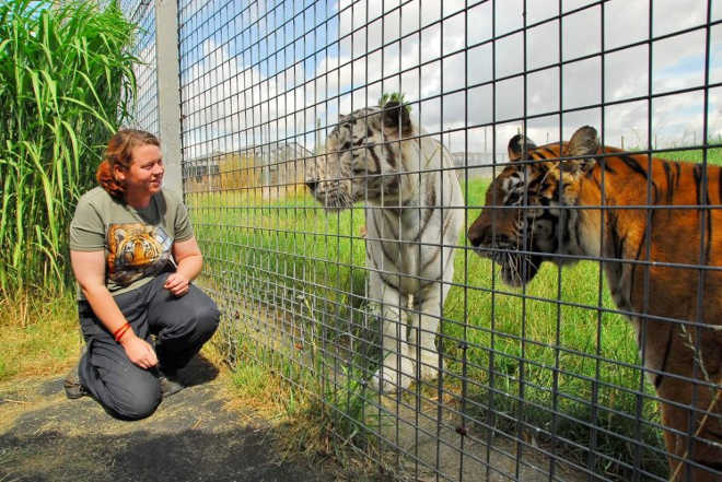 Campanha lançada para impedir o zoológico Hamerton de assassinar o tigre que atacou tratadora