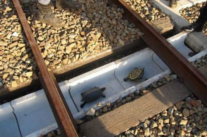 Japão cria pequenos túneis para tartarugas atravessarem as linhas de trem