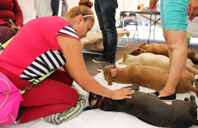 Campanha mexicana Animalízate esteriliza 12 mil cães e gatos