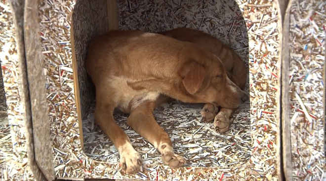 Cachorros de rua de Lavras (MG) ganham casinhas feitas de material reciclado