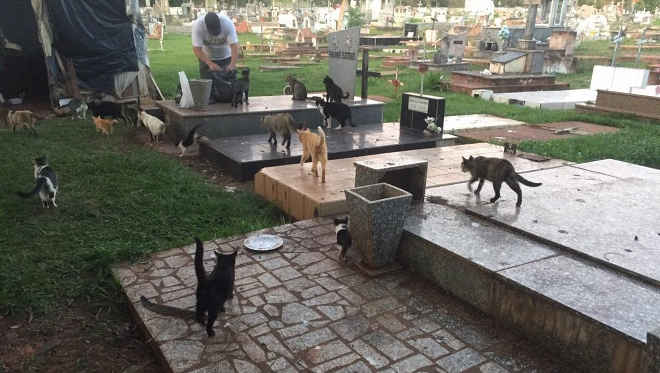 Moradores usam cemitério para abandonar gatos em MS