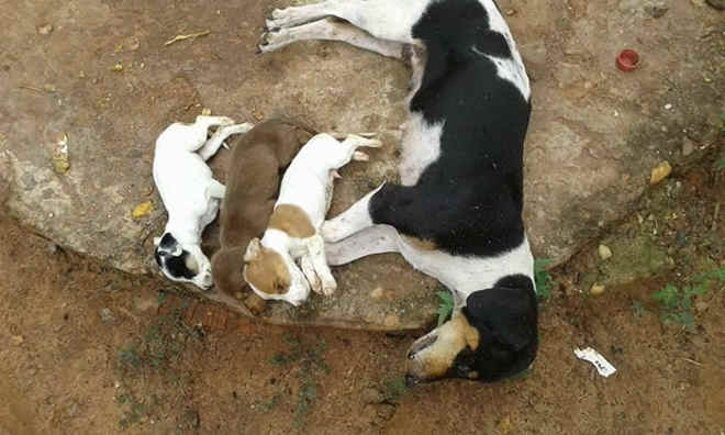 Envenenamentos de cachorros viram rotina e moradores pedem ação da polícia em Glória de Dourados, MS