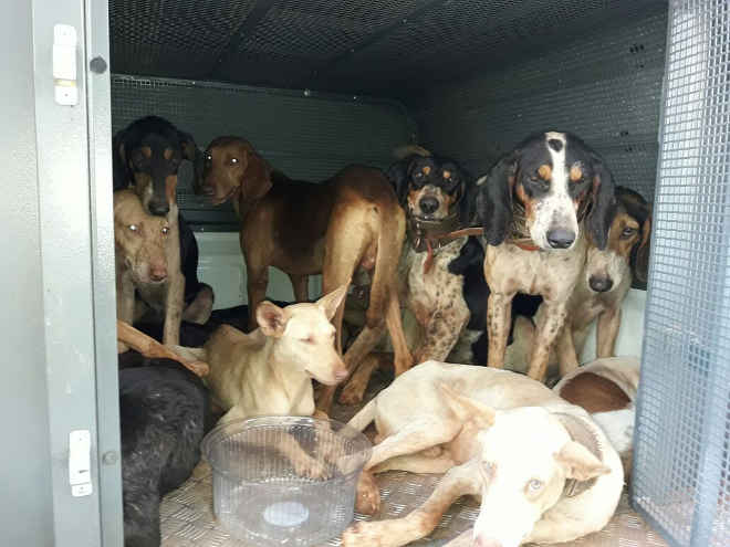 Quatro caçadores são presos com cinco armas e 13 cachorros explorados em caça, em MS