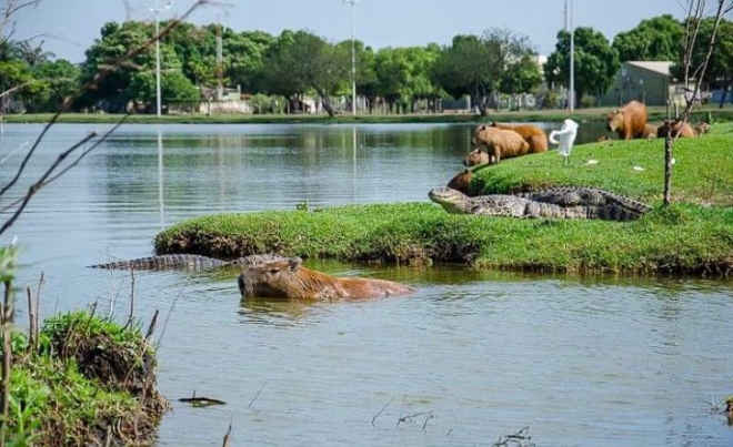 Jacarés serão removidos da Lagoa Maior na próxima semana, em Três Lagoas, MS