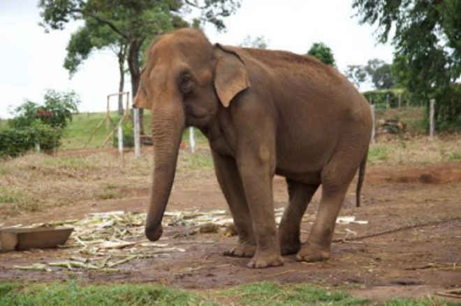 Santuário estuda trazer mais 7 elefantes para MT