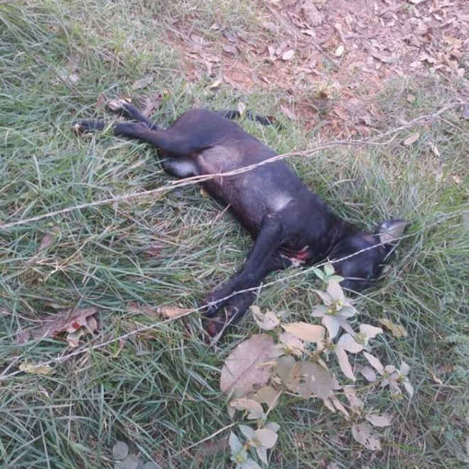 Mulher mata cachorra da vizinha a facadas em Várzea Grande, MT