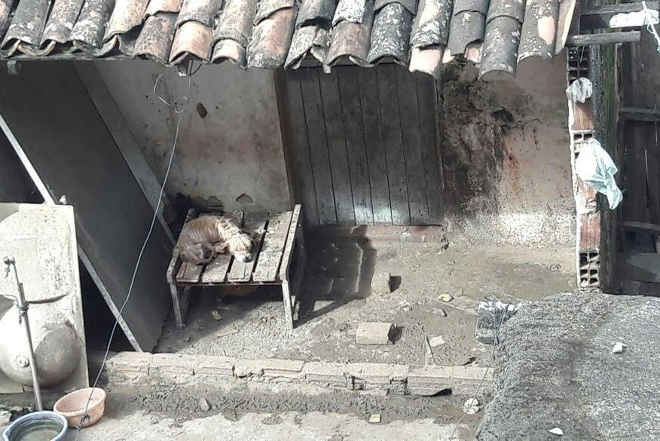 Moradores se mudam e abandonam cachorros sem comida em Bayeux, PB