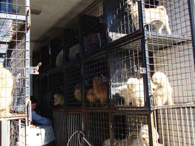 Nova lei obriga veterinários a informar a autoridades policiais indícios de maus-tratos a animais