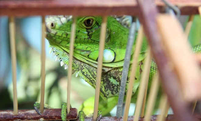 Vítimas de maus-tratos, iguanas são resgatas em Paulista, PE