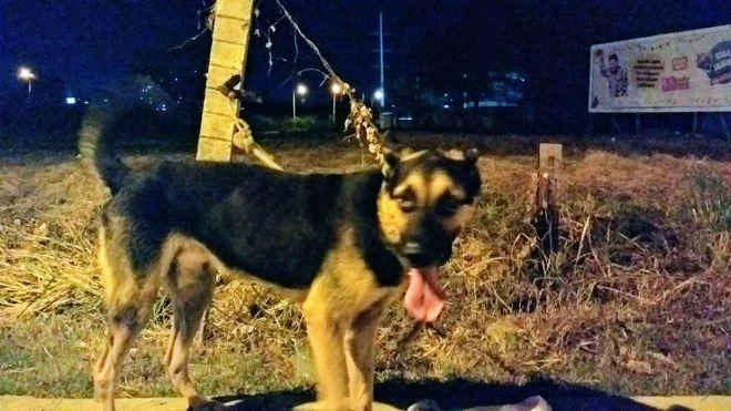 Cão amarrado e abandonado em avenida de Teresina (PI) ganha novo tutor