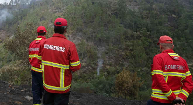 Mais de 1.200 animais já assistidos ou medicados após incêndios em Portugal