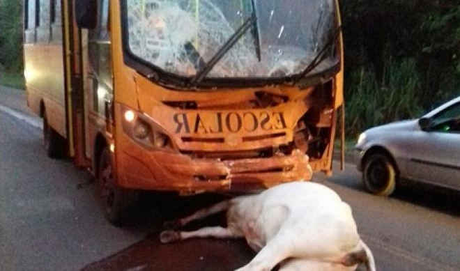 Vaca morre após ser atingida por ônibus escolar no Paraná