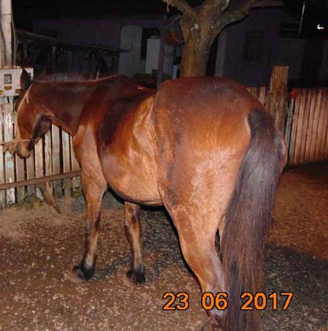 Mais um cavalo é vítima de maus-tratos em União da Vitória, PR