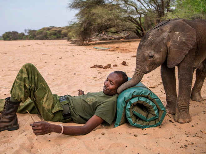 Fotos registram tribos quenianas trabalhando para salvar filhotes de elefante