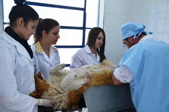 Mais de 50 cães e gatos são castrados pelo prefeito-veterinário de Caçapava do Sul, RS